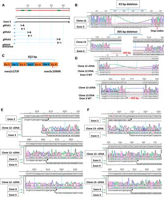 In vivo and in vitro genome editing to explore GNE functions
